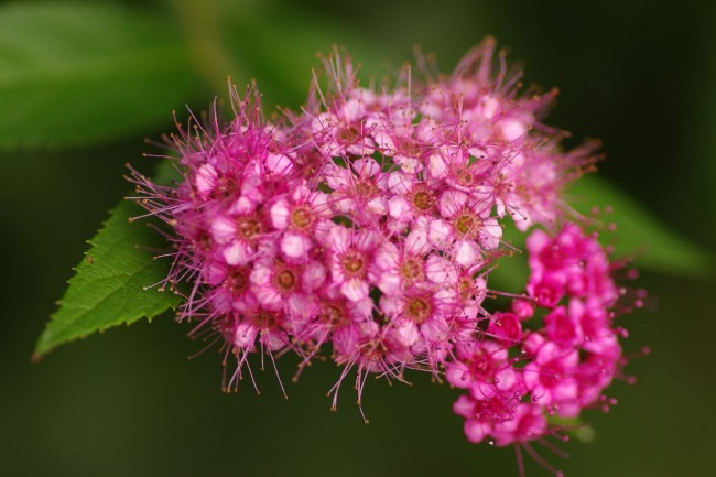 أزهار آمور وردية حديثة النضرة