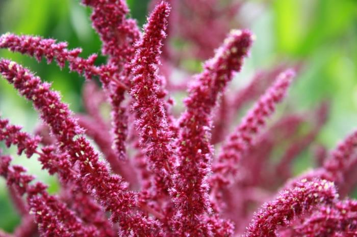 Amarante fleurs rouge orange sétaire