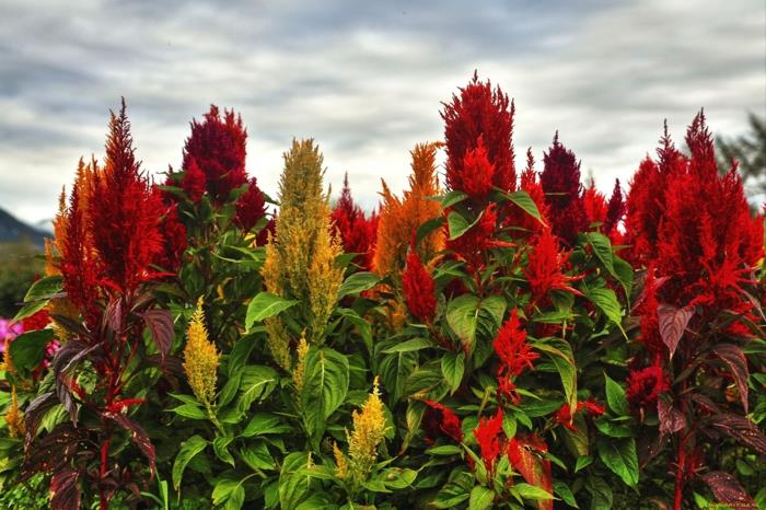 Fleurs d'amarante rouge orange