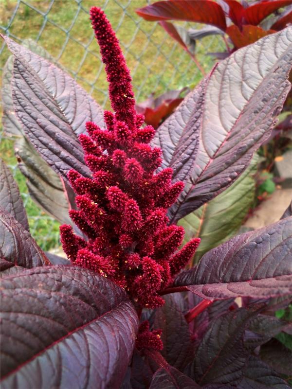 Amarante rouge plante plus rougeâtre