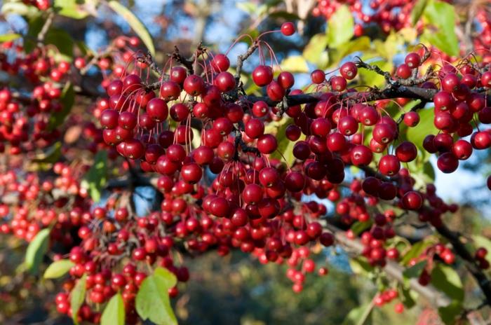 Aronia arbutifolia roślina aronia zdrowa żywność