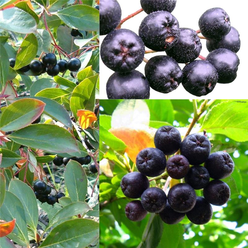 Aronia melanocarpa roślina aronii