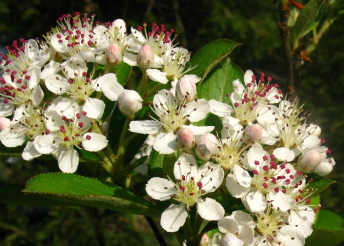 Aronia arbutifolia Kwiaty rośliny aronii