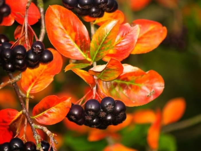 Aronia Aronia Krzaki Roślin Czerwonych Liści