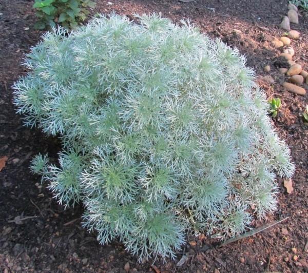 Artemisia schmidtiana srebrzysta ruta karłowata jako zielona fuga chodnikowa