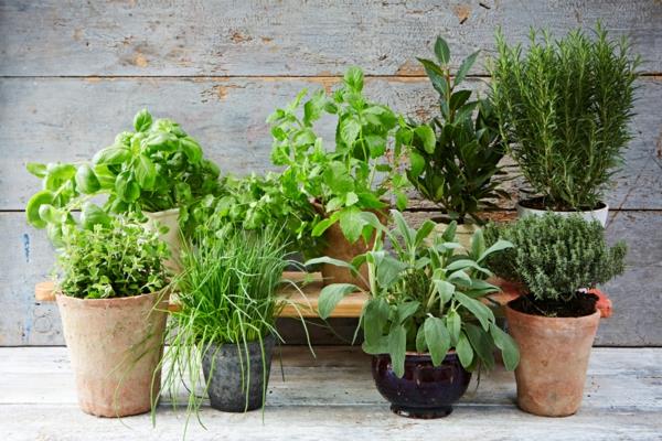 Herbes de jardin de balcon sur les pots d'argile d'herbes de balcon de jardin d'herbes de balcon