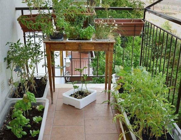 Herbes de jardin de balcon sur les pots d'herbes de balcon de jardin d'herbes aromatiques