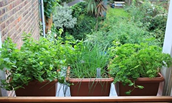 Herbes de jardin de balcon sur le balcon herbes de cuisine de rebord de fenêtre de jardin d'herbes aromatiques