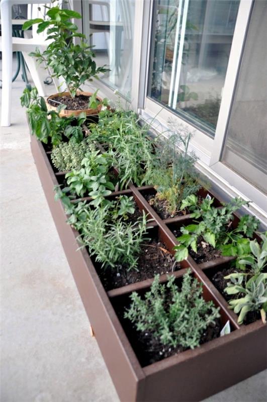 Herbes de jardin de balcon sur le rebord de fenêtre de jardin d'herbes de balcon