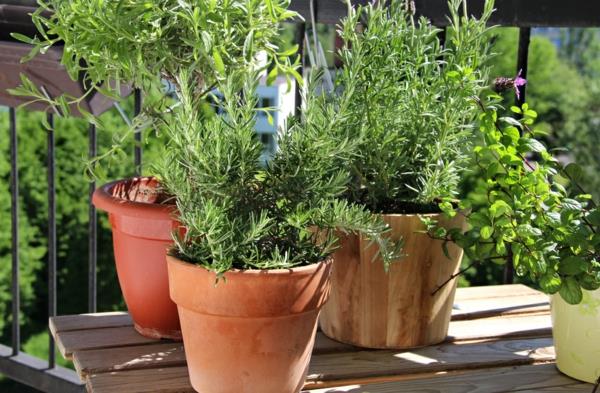 Herbes de jardin de balcon Créer un jardin d'herbes sur le balcon