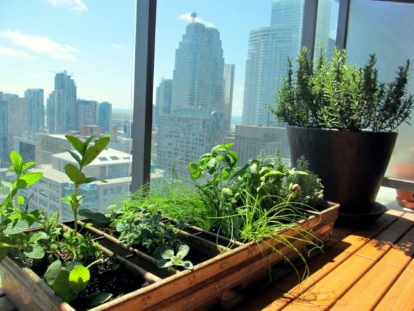 Herbes de jardin de balcon sur le jardin d'herbes de balcon toute l'année