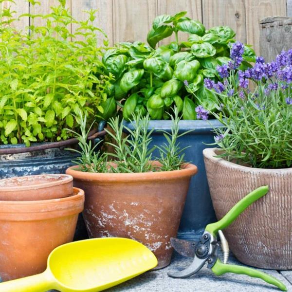 Herbes de jardin de balcon sur les pots d'argile de balcon