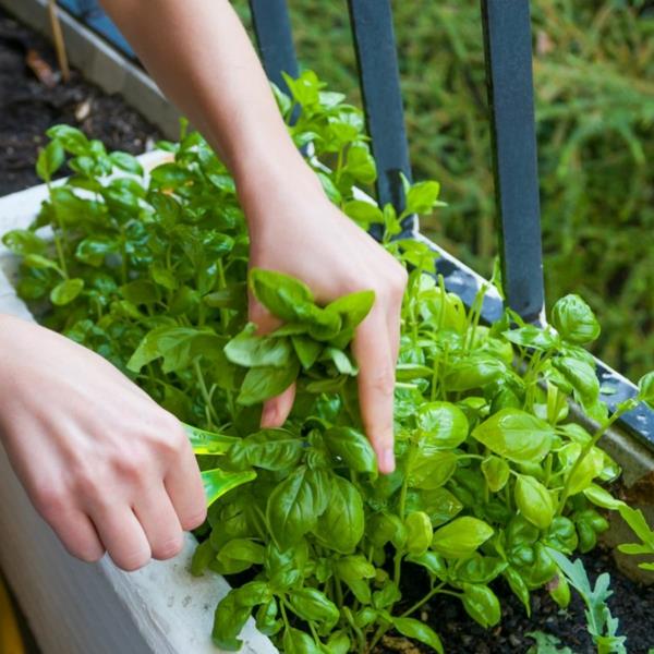 Création d'un jardin de balcon Herbes coupées de basilic sur le jardin d'herbes de balcon