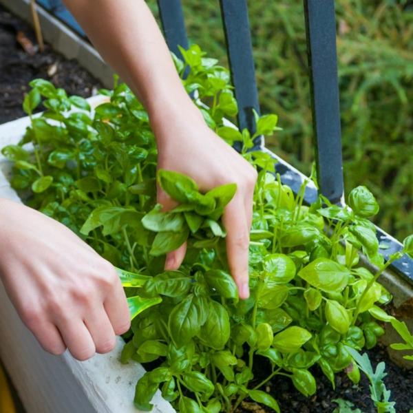 Création d'un jardin de balcon Herbes coupées de basilic sur le jardin d'herbes de balcon