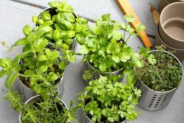 Créez des herbes de jardin de balcon sur les herbes de balcon de balcon