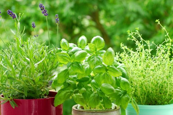 Créez des herbes de jardin de balcon sur le jardin d'herbes aromatiques en pot de balcon