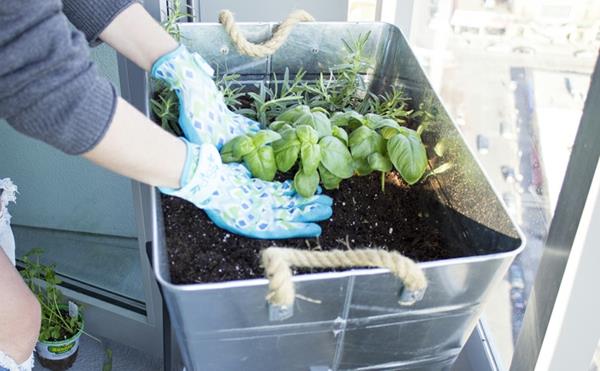 Créez un jardin sur balcon Plantez des herbes sur le balcon