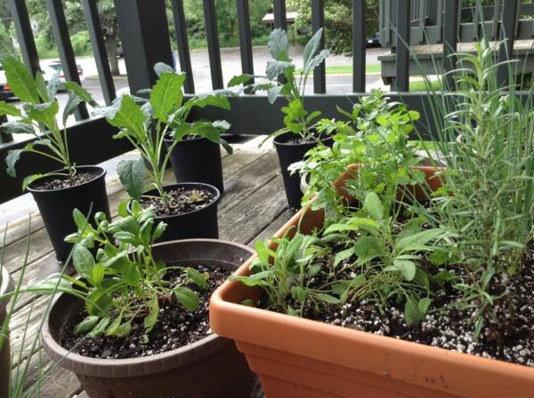 Créer un jardin sur balcon Plantez des herbes sur le balcon Jardin de fines herbes