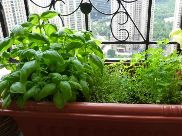 Création d'un jardin sur balcon Conseils herbes sur le balcon Jardin d'herbes