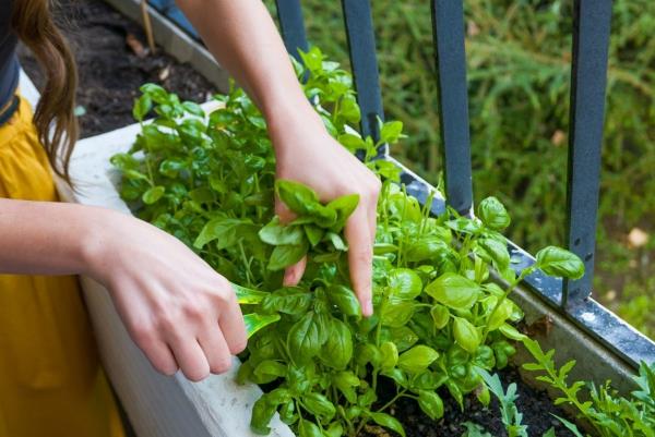 Entretien du basilic en pot et dans le jardin - herbes aromatiques toute l'année plantes de balcon pot d'herbes
