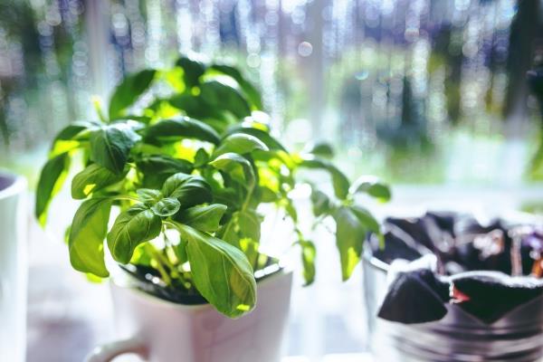 Entretien du basilic en pot et au jardin - herbes aromatiques toute l'année jardin d'herbes aromatiques pour rebord de fenêtre