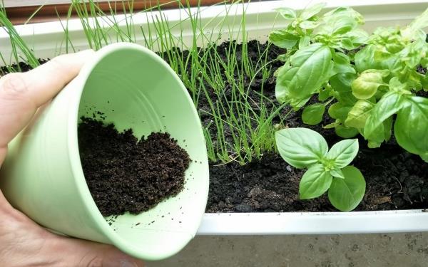 Entretien du basilic en pot et au jardin - Herbes aromatiques toute l'année Les restes de café comme engrais