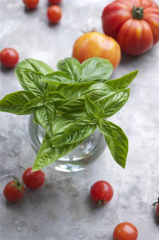 Entretien du basilic en pot et au jardin - utilisez des herbes aromatiques dans votre cuisine toute l'année