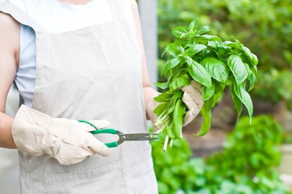 Prendre soin du basilic en pot et au jardin - Récolter et tailler correctement les herbes aromatiques toute l'année