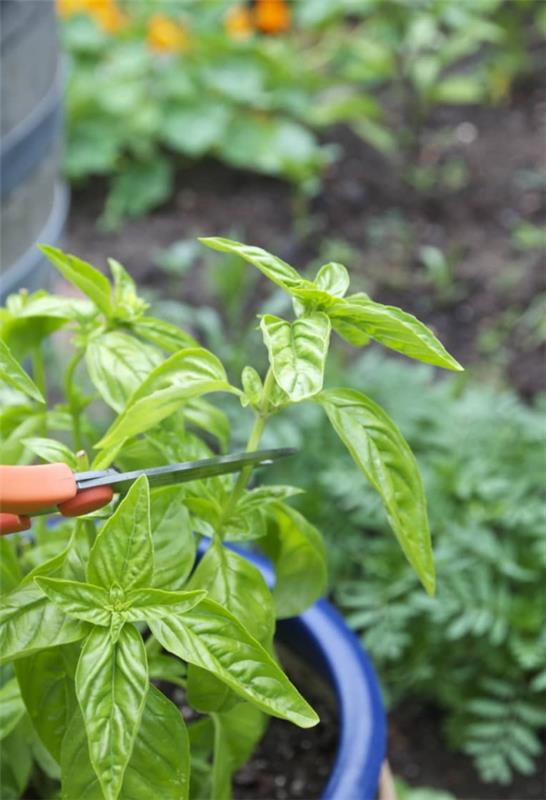 Entretien du basilic en pot et au jardin - taillez correctement les herbes aromatiques toute l'année