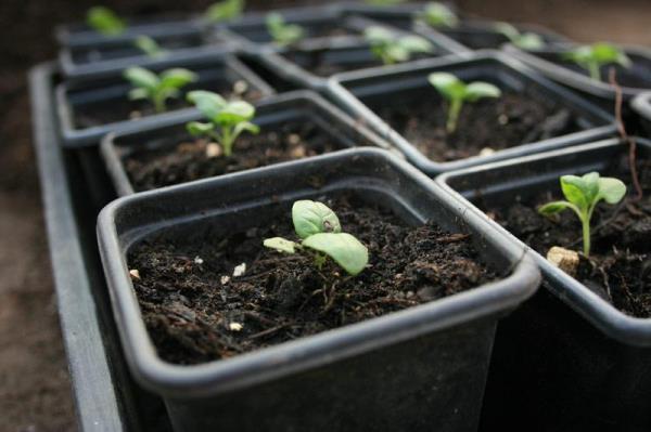Entretien du basilic en pot et au jardin - Herbes aromatiques toute l'année