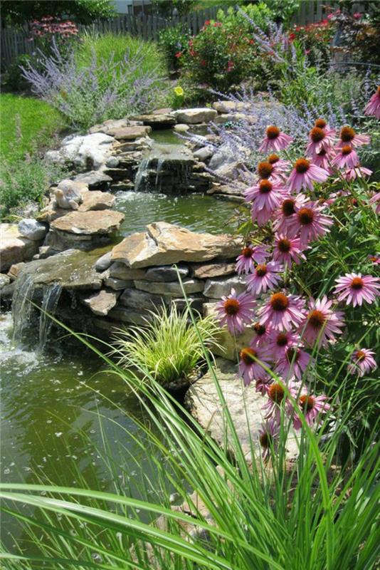 Images étangs de jardin plantes aquatiques étang oasis de verdure en forme de marche