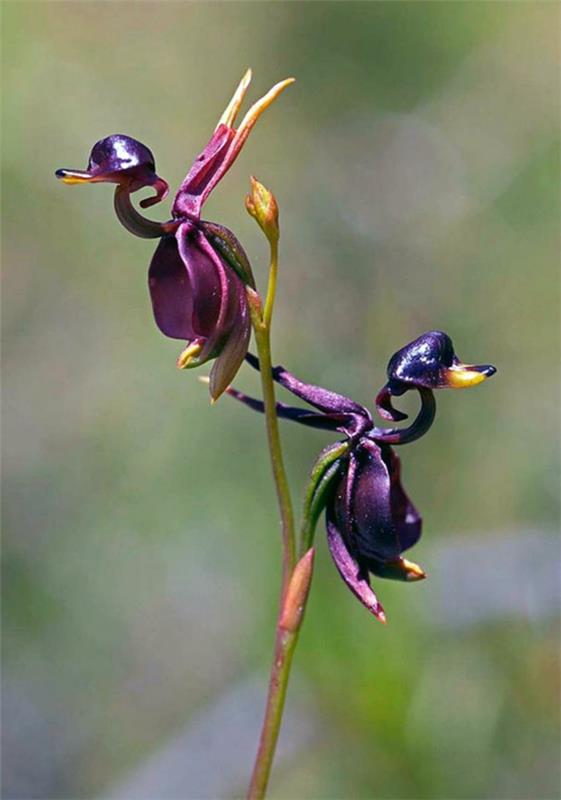 Zwierzęta kwiatowe wyglądają na fioletowe kolory kaczki czarne
