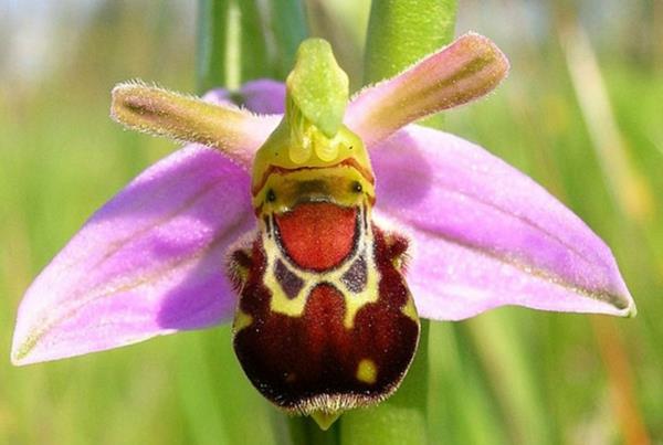 Rodzaje kwiatów latają zwierzęta wyglądają jak śmiejąca się pszczoła