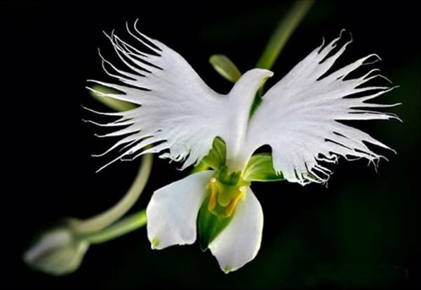Kwiaty zwierzęta białe wyglądają estetycznie naturalnie