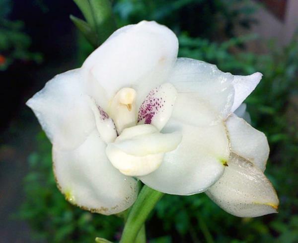 Rodzaje kwiatów Zwierzęta wyglądają jak białe kwiaty