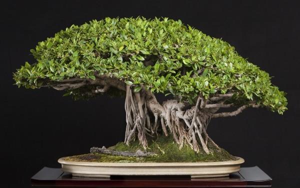 Kapelusz drzewka Bonsai i świetna tekstura