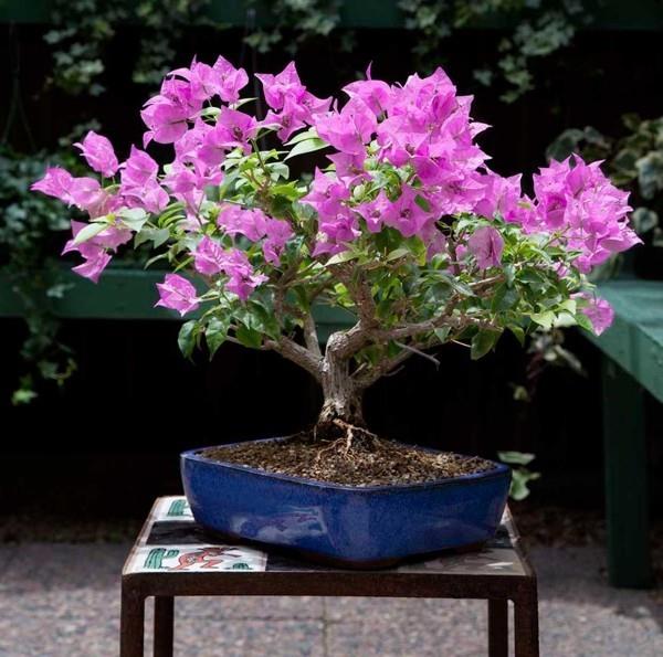Drzewko Bonsai - fioletowe liście