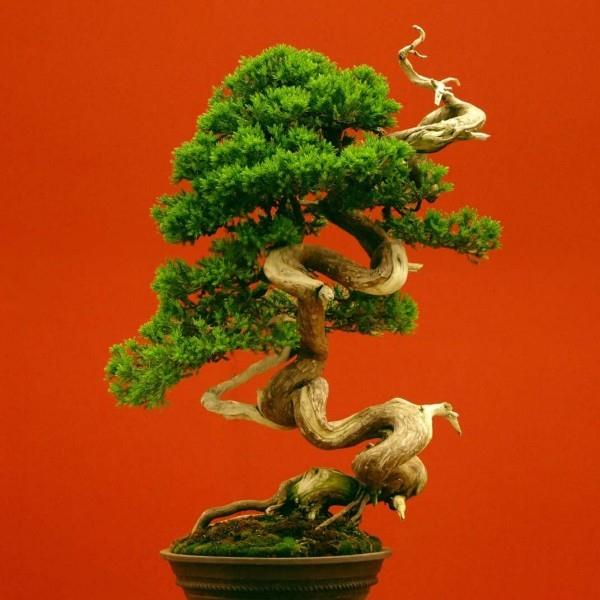 Owalny pomysł na drzewko Bonsai
