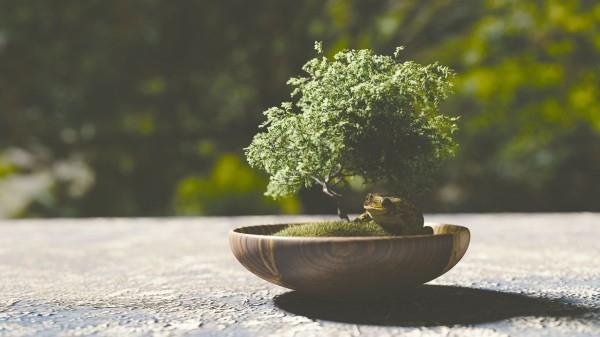 Taras drzewka Bonsai - pomysł