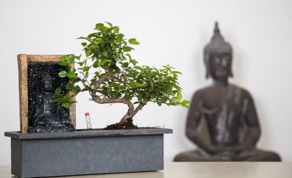 Pomysł na drzewko bonsai zen