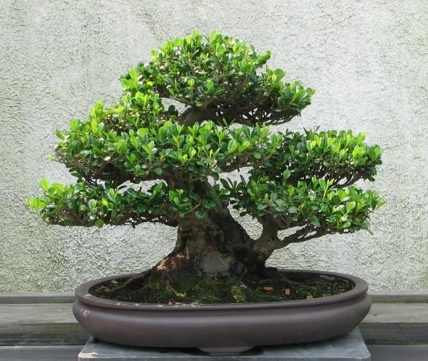 Drzewo Bonsai szeroko się rozpościera