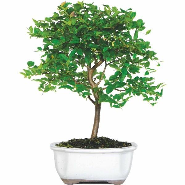 Cienki pień i liście drzewka Bonsai