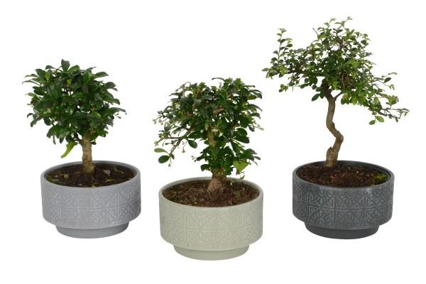 Drzewko Bonsai trzy różne doniczki