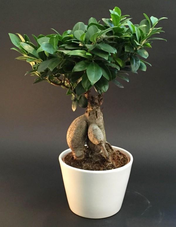 Drzewko Bonsai dość piękne liście