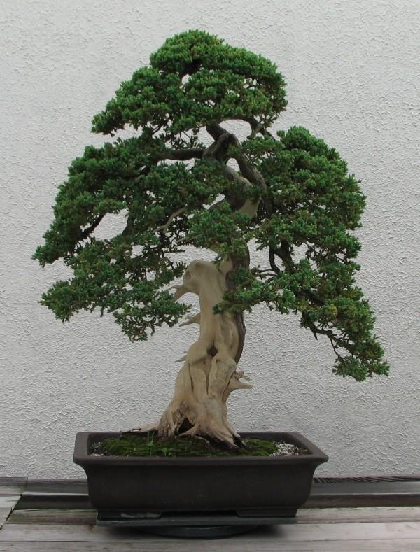 Drzewko Bonsai - naprawdę świetny wygląd