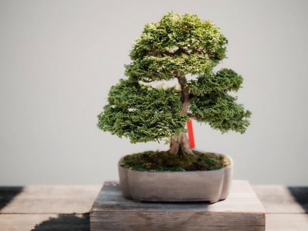 Drzewko Bonsai - naprawdę świetna tekstura