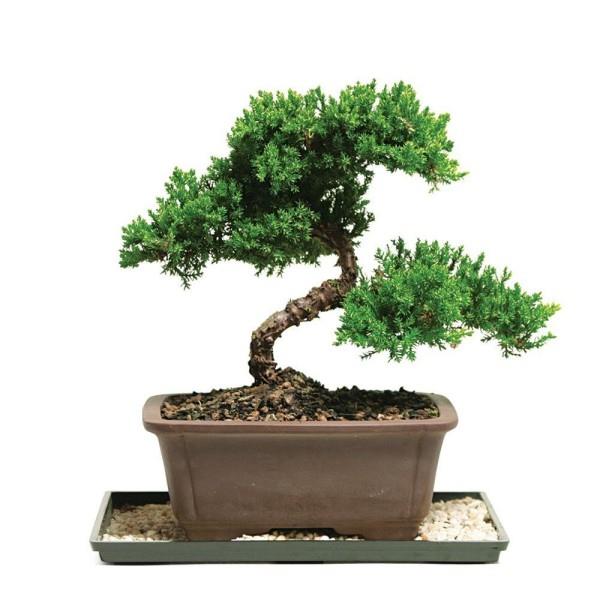 Drzewko Bonsai naprawdę świetne odkształcenie