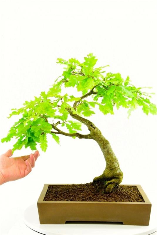 Jasne liście drzewa Bonsai