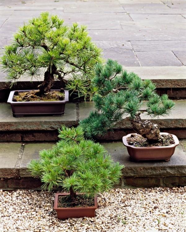 Drzewko Bonsai w pięknym żwirowym ogrodzie