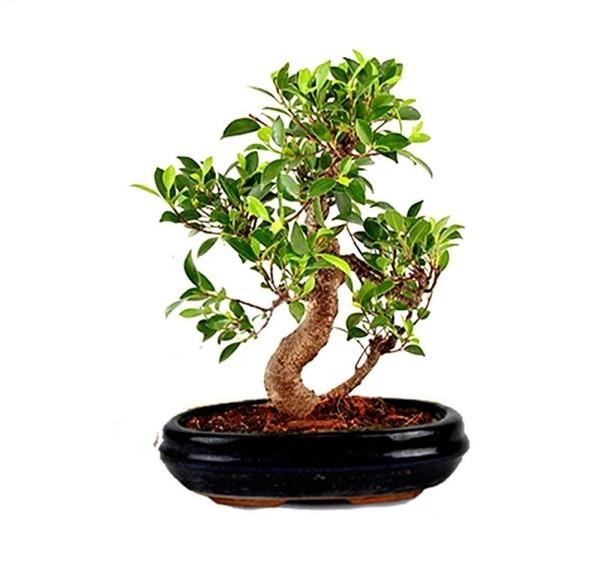 Drzewko Bonsai ciekawie rozgałęzione